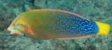Coris gaimard Yellowtail New Caledonia fish underwater camera