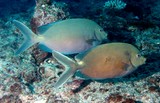 Siganus punctatus ブチアイゴ ニューカレドニア カップルの魚