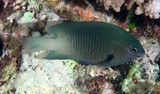 Plectroglyphidodon fasciolatus Pacific Gregory New Caledonia reef fish