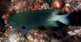 Plectroglyphidodon fasciolatus Grégoire du Pacifique Nouvelle-Calédonie poisson du récif