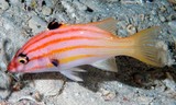 Bodianus paraleucosticticus Five-striped Hogfish New Caledonia deep fish