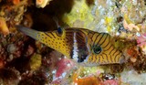 Canthigaster ocellicincta Circle-barred puffer Shy toby New Caledonia Very secretive fish