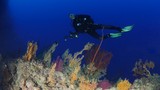 Richard Plongée Sous marine Récif Dukati Nouvelle-Calédonie
