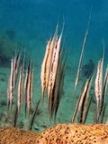 Aeoliscus strigatus 条纹虾鱼 新喀里多尼亞