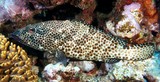 Epinephelus tauvina Greasy grouper New Caledonia Occasionally ciguatoxic