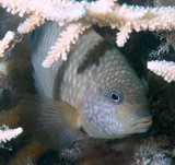 Stegastes punctatus Bluntsnout gregory Farmerfish New Caledonia reef survey