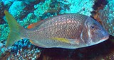 Lethrinus atkinsoni Pacific yellowtail emperor New Caledonia Caudal fin yellow