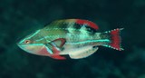 Cirrhilabrus exquisitus Labre exquis Nouvelle-Calédonie poisson