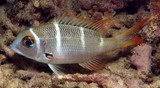 Monotaxis heterodon Empereur quatre raies blanches Nouvelle-Calédonie photographie de nuit