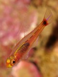 Trimma nasa Nasal pygmygoby New Caledonia secretive fish