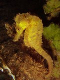 Hippocampus kuda Spotted seahorse New Caledonia grainy texture