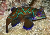 Synchiropus splendidus Splendid mandarinfish New Caledonia lagoon