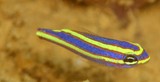 Pentapodus aureofasciatus Juvenile Yellowstripe whiptail New Caledonia deep purplish blue head and body with two brown-edged bright yellow stripes
