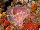 Antennarius commerson Pesce rana gigante Nuova Caledonia Oceano Pacifico