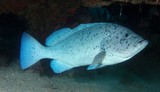 Epinephelus cyanopodus Speckled blue grouper fairy basslets New Caledonia big fish