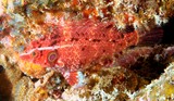 Pteragogus cryptus Cryptic wrasse Coral Sea New Caledonia secretive fish