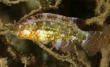 Oxycheilinus bimaculatus 双斑尖唇鱼 新喀里多尼亞