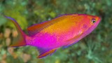 Pseudanthias flavicauda Yellow-tailed Anthias male New Caledonia fish