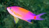 Pseudanthias flavicauda Yellowtail anthia New Caledonia broad yellow area on back