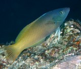 Halichoeres prosopeion Zig-zag wrasse New Caledonia blue and yellow fish