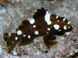 Epinephelus maculatus Grisette loche Uitooé Nouvelle-Calédonie