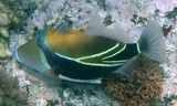 Rhinecanthus rectangulus Baliste picasso à bandeau Nouvelle-Calédonie poisson récif