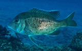 Gymnocranius euanus Japanese large-eye bream New Caledonia fish lagoon identification