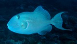 Pseudobalistes fuscus Baliste jaune et bleu Nouvelle-Calédonie faune sous-marine du lagon