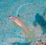 Stonogobiops yasha gobie de Nouvelle-Calédonie poisson du lagon