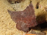 Ablabys taenianotus Poisson-feuille cacatoès Nouvelle-Calédonie Corps comprimé latéralement
