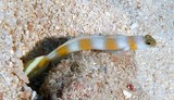 Amblyeleotris yanoi Flag-tail shrimp-goby New Caledonia
