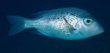 Gymnocranius euanus Bossu blanc à points noirs Nouvelle-Calédonie
