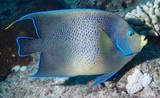 Pomacanthus semicirculatus Poisson-ange bleu poisson Nouvelle-Calédonie