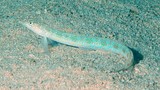 Trichonotus setiger Plongeur de sable pointillé Nouvelle-Calédonie poisson des sables