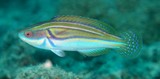 Cirrhilabrus laboutei Labre de Laboute lagon de Nouvelle-Calédonie poisson photographie