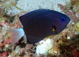 Pycnochromis leucurus Demoiselle à queue blanche Nouvelle-Calédonie