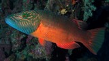 Oxycheilinus digramma juvenile Violet-lined wrasse New Caledonia Found solitary in lagoon