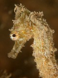 Hippocampus spinosissimus  Half-Spined seahorse New Caledonia