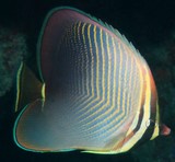 Chaetodon baronessa Eastern triangular butterflyfish New Caledonia aquarium lagoon reef