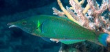 Gomphosus varius Purple club-nosed wrasse New Caledonia blue-green body with a red line on each scale
