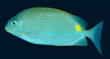 Siganus lineatus Sigan raies d'or Nouvelle-Calédonie poisson picot