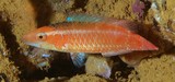 Oxycheilinus samurai New Caledonia new fish