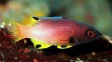 Bodianus axillaris Turncoat hogfish subadult New Caledonia Labridae family