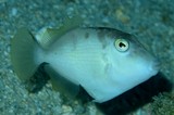 Sufflamen fraenatum Masked triggerfish Juvenile New Caledonia balistidae family