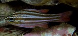 Ostorhinchus cookii Apogon Multilined cardinalfish cook island New Caledonia