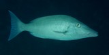 Lethrinus longirostris Tachigamifuki  タチガミフエフキ ニューカレドニア