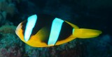 Amphiprion clarkii Pez payaso de Clark 흰동가리 克氏海葵鱼 棕色雙鋸魚 New Caledonia