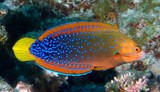 Coris gaimard Gaimard rainbow-wrasse New Calededonia fish color