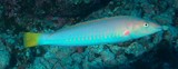 Hologymnosus longipes Pale slender wrasse New Caledonia fish