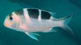 Monotaxis grandoculis Yokoshima-kurodai ヨコシマクロダイ ニューカレドニア